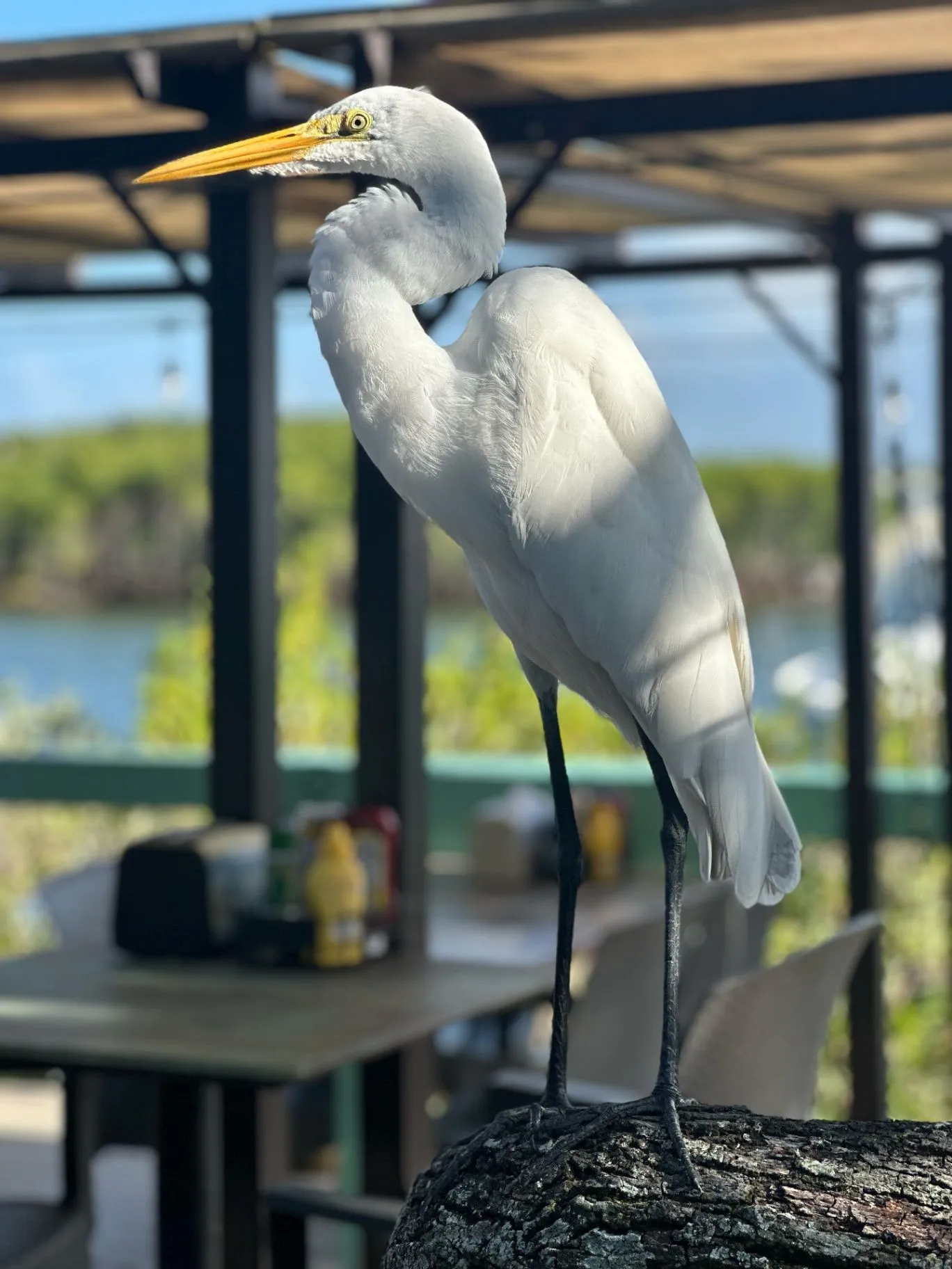 Great blue heron standing near the waterfront at Hidden Treasure